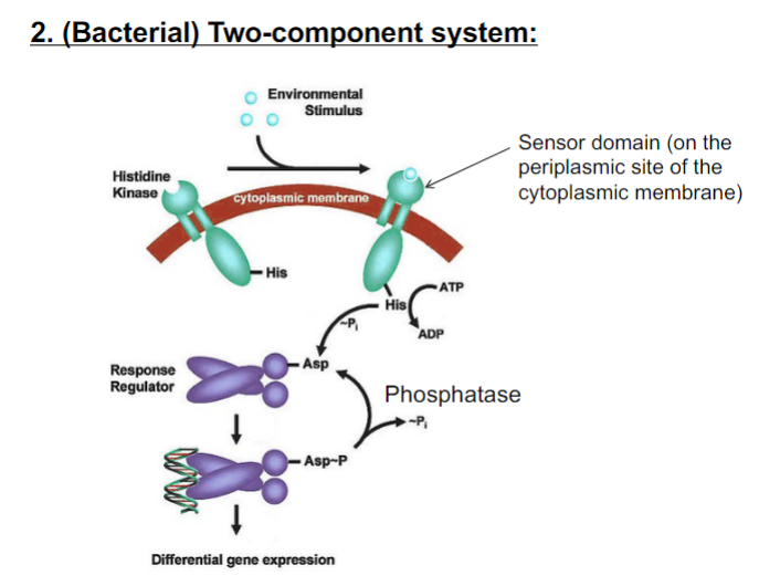 <p>Histidine is phosphorylated on Histidine Kinase</p><p></p><p>Aspartic acid is phosphorylated on the Response regulator.</p>