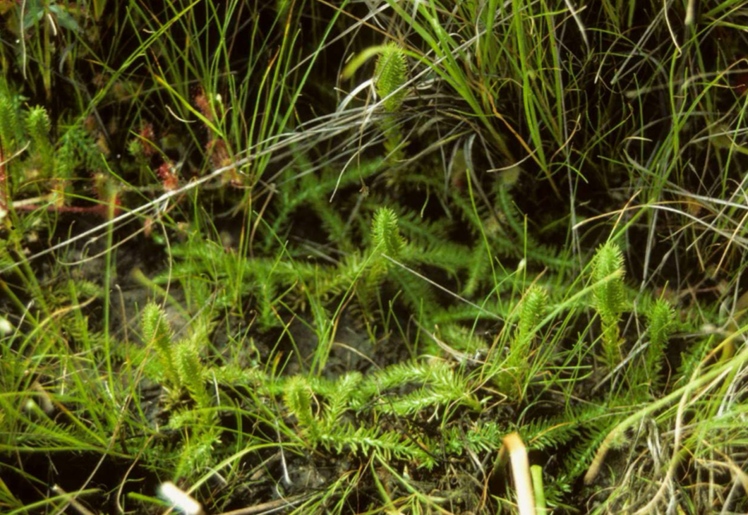 <p>Bog club-moss</p>