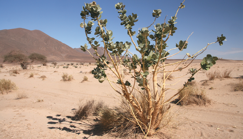 <p><strong>Značilne skupine rastlinstva</strong></p><p>Opiši rastlinstvo na sliki.</p>
