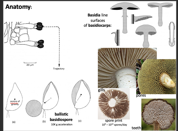 <p><span>• </span>At the top of the basidiospore carbohydrates are released and are hydroscopic (captures water, air has to be moist), </p><ul><li><p>condensation occurs and a lot of water forms in a droplet connected to the basidiospore which moves the centre of gravity</p></li><li><p> the two droplets coalesce with each other and this propels the spore<span> </span></p></li></ul><p></p>