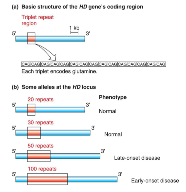 <p>it is a dominant trait → if you have even one copy of the allele you will have the disease BUT is still prevalent bc it is usually only fatal AFTER the person has had the chance to reproduce</p><ul><li><p>there is more than one mutant allele for the disease → larger insertions in the gene lead to earlier onset disease</p></li></ul><p></p>