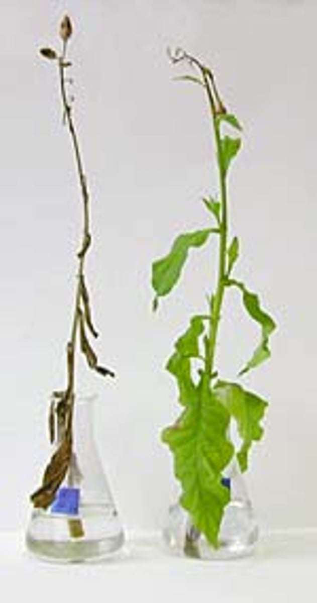 <p>Early-Old</p><p>Middle-Old</p><p>Late-Old</p>