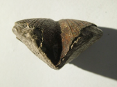 <p>Brachiopod, Neospirifer</p>