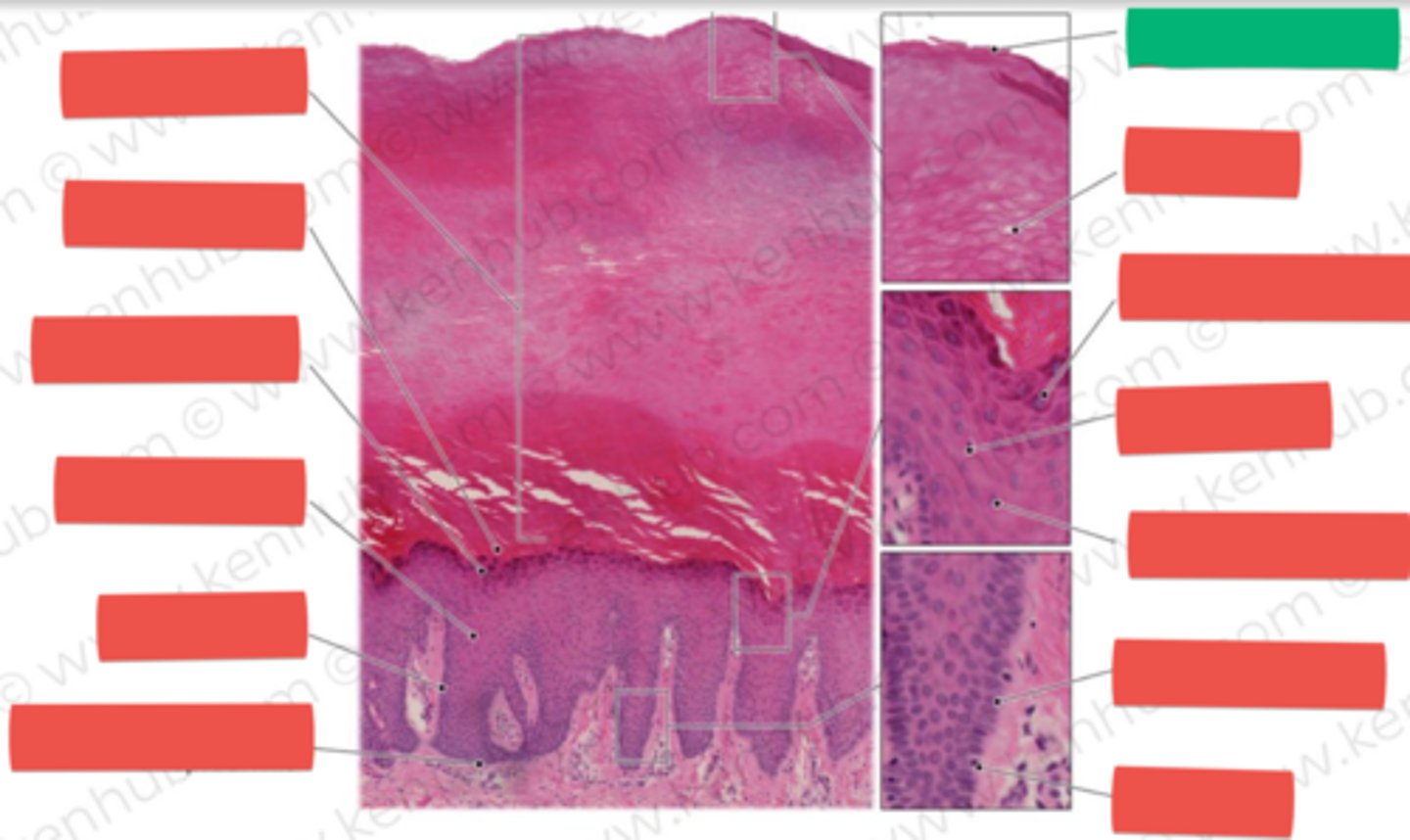 knowt flashcard image