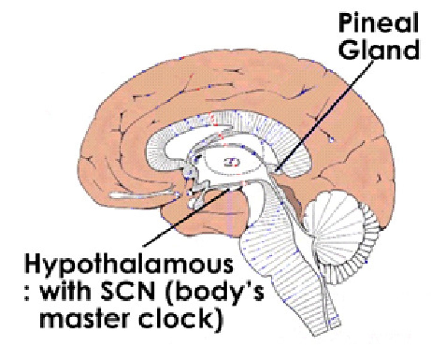 <p>functions as a "master clock" for circadian rhythms as it contains lots of receptors for melatonin as well as connects with the retina</p>