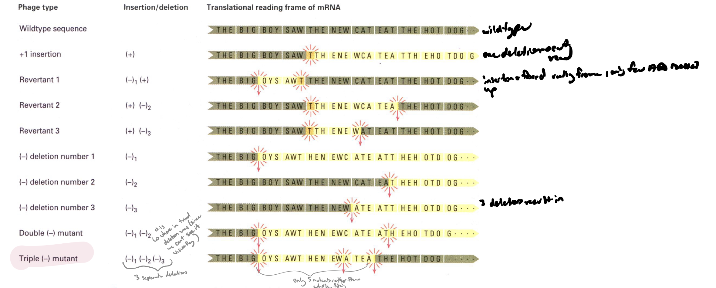 <p>restoration of gene fx by one mutation cancelling the other in the same gene (eg equal # of insertions and deletions or 3 insertions/3 deletions) how did peole know which codon codes for w</p>
