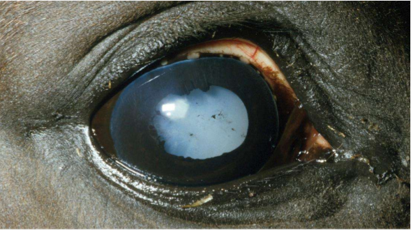 <p>what is this?</p>