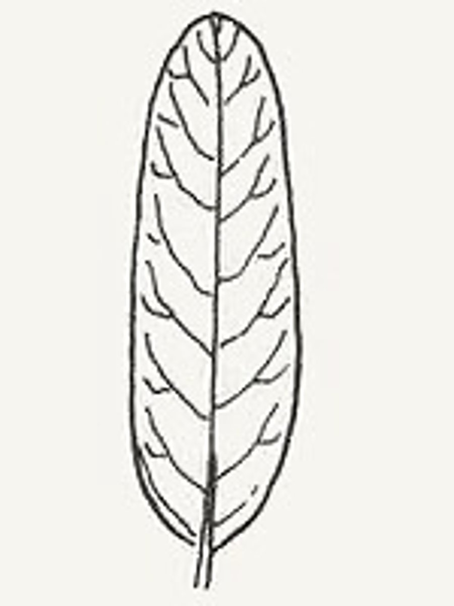 <p>Oval-like</p>