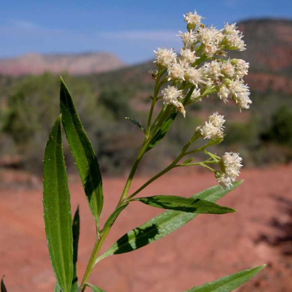 <p>Asteraceae baccharis</p>