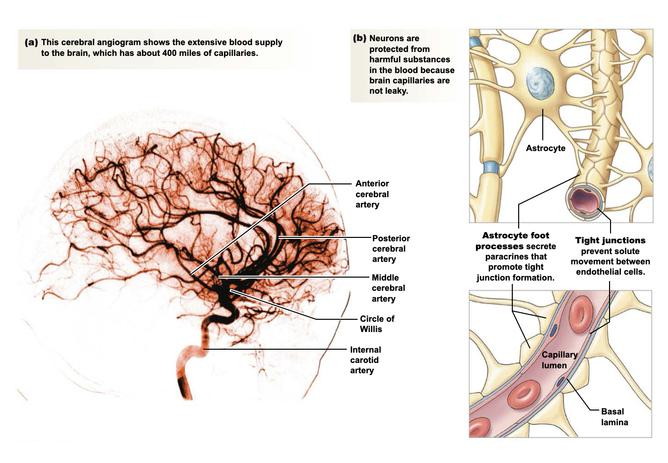 <ul><li><p>Highly selective permeability (less leaky) of brain capillaries </p></li><li><p>Astrocytes helps promote tight junctions between endothelial cells </p></li><li><p>Protects brain from toxic water-soluble compounds and pathogens </p></li><li><p>Water, gases, and small lipid-soluble molecules can diffuse across the blood-brain barrier</p></li><li><p>Larger molecules can only cross if there is a transporter in the capillary endothelium </p></li></ul><p></p>
