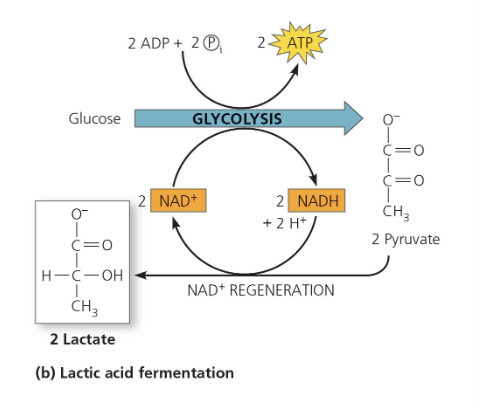 <ul><li><p>Pyruvate is reduced directly by NADH to form lactic acid.</p></li><li><p>No CO₂ is released.</p></li><li><p>Carried out by many fungi and bacteria (used for cheese and yogurt).</p></li><li><p>In muscle cells during intense exercise (low oxygen), lactic acid fermentation occurs.</p></li><li><p>Blood carries lactate to the liver, where it is converted back to pyruvate and can re-enter the citric acid cycle when oxygen is available.</p></li></ul><p></p>