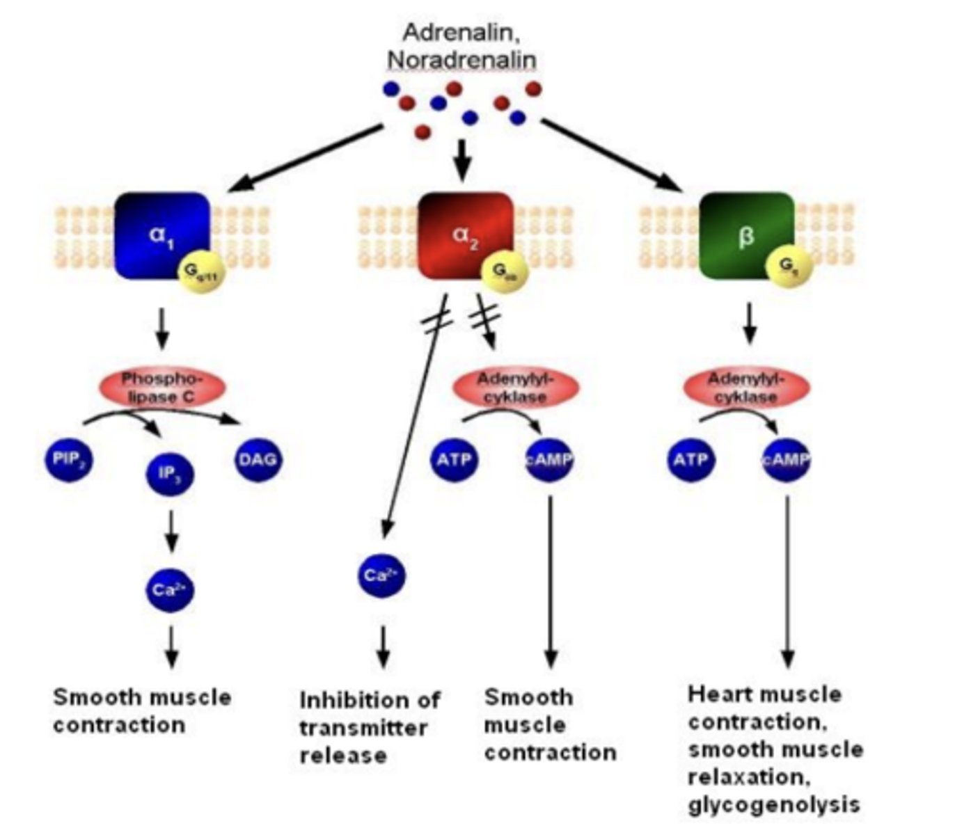 <p>β1, β2 activate Gs ---&gt; activates adenylate cyclase</p>