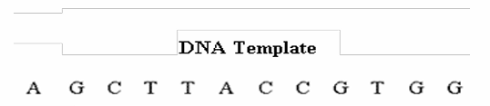 <p>What is the mRNA sequence and tRNA anticodon of this DNA template?</p>