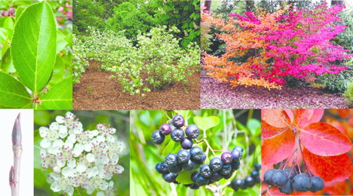 <p>Clumped black berries</p>