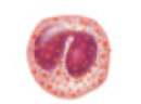 <p>name, amount in blood, function</p>