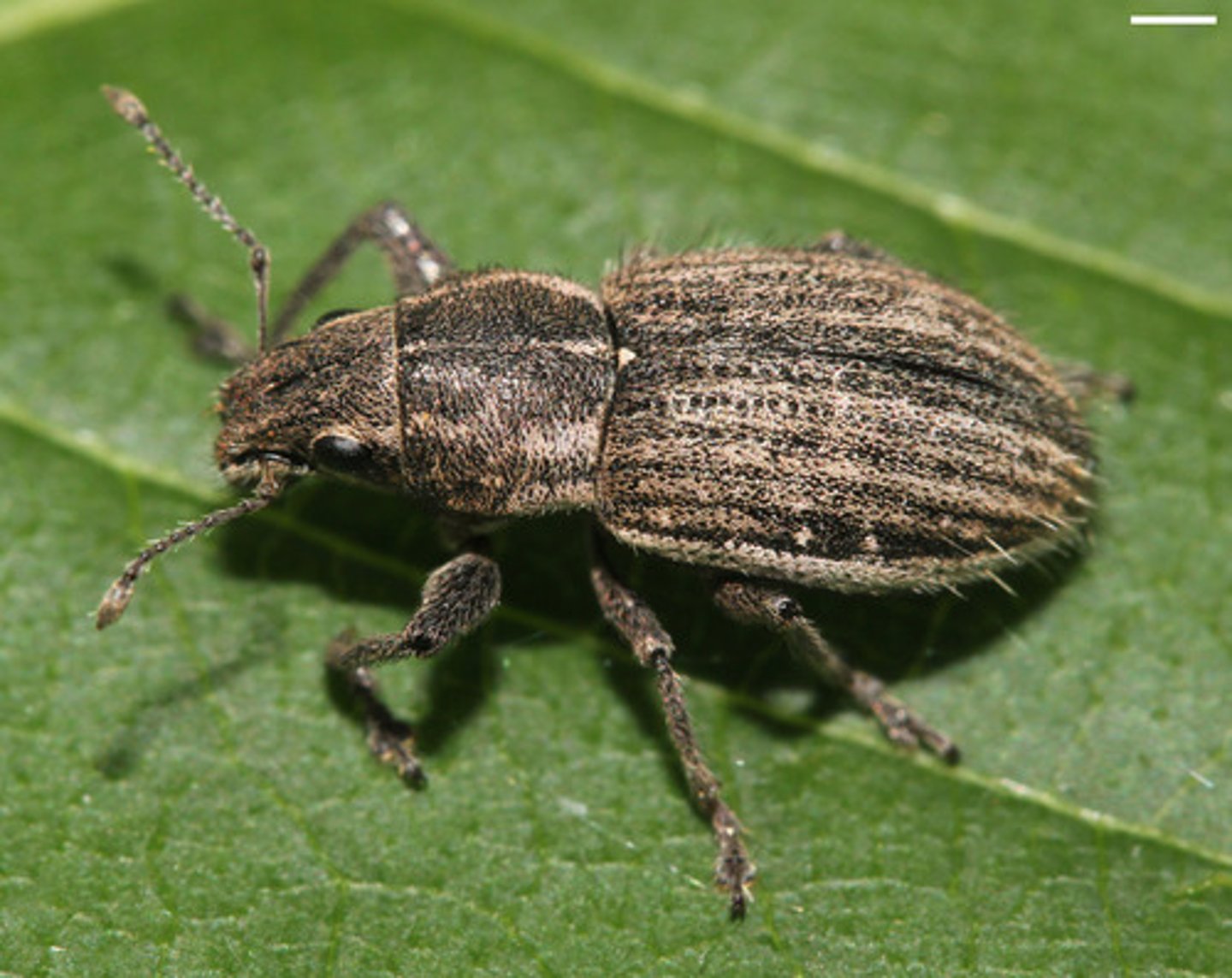 <p>(n) a small insect with a hard shell, that eats grain, nuts, and other seeds and destroys crops (mọt)</p>