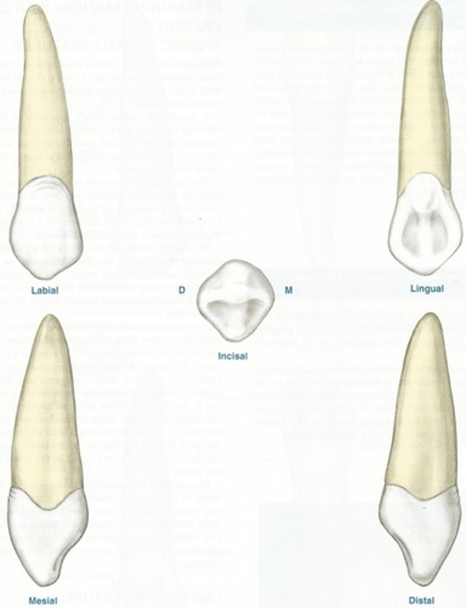 <p>What is this body feature?</p>
