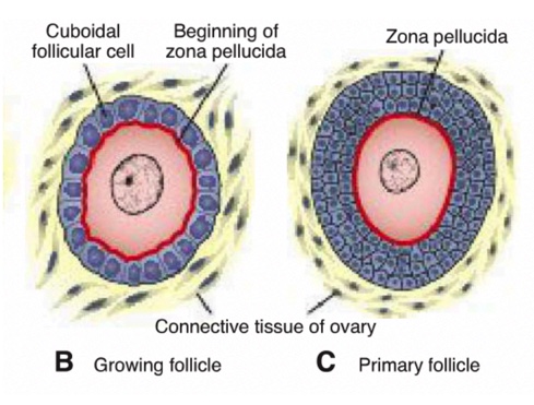 <p>Glycoprotein layer secreted by the oocyte and granulosa cells that surrounds the oocyte.</p>