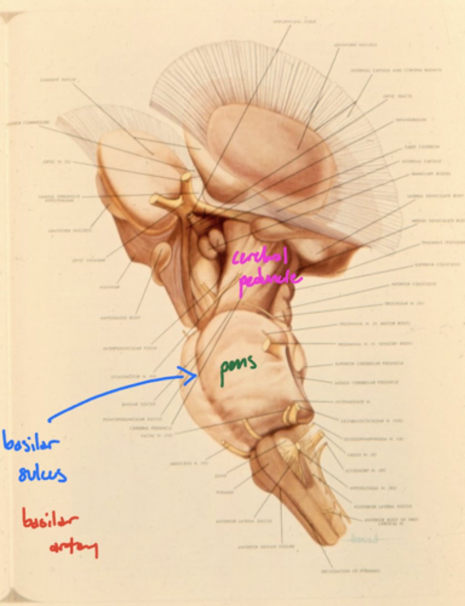 <p>basilar artery</p>