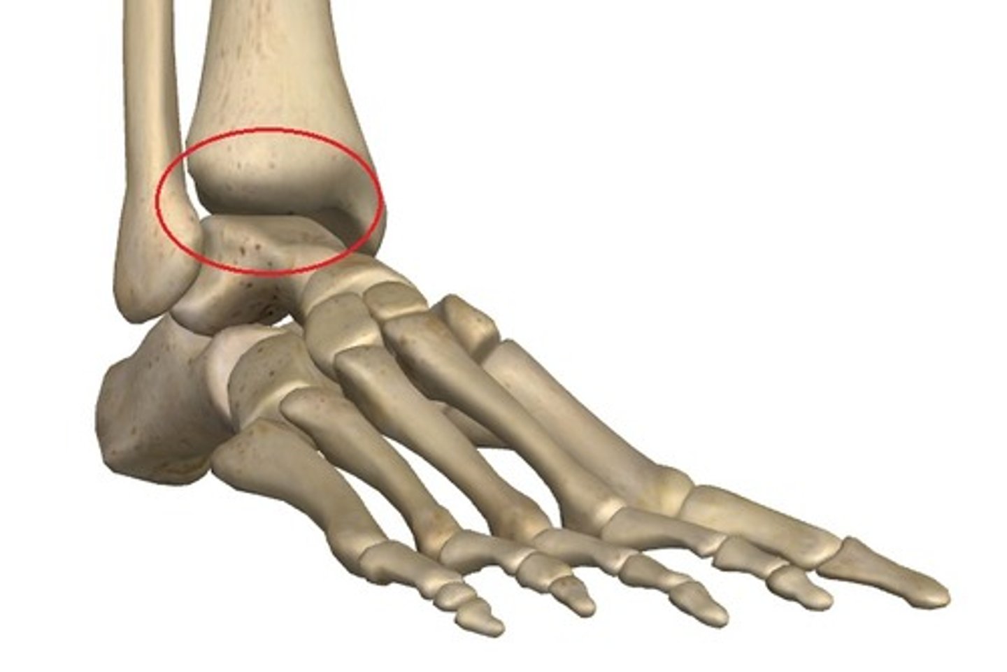 <p>name this joint</p>