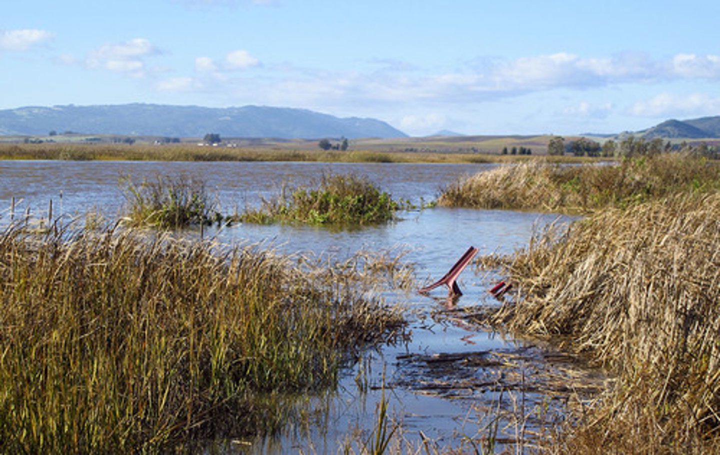<p>coastal wetland regularly flooded by tides and dominated by herbs, grasses, and shrubs (few/no trees)</p>