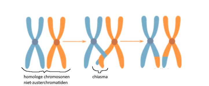 <p>Bij Meiose I</p><p>“Crossing over“, 2 niet-zusterchromotiden van homologe cellen maken contact waardoor ze een chiasma vormen en DNA gaan uitwisselen</p>