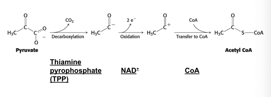 <ul><li><p>pyruvate dehydrogenase complex links glycolysis to TCA cycle</p></li><li><p>for pyruvate to enter TCA it needs to be converted into <strong>acetyl coA</strong></p><ul><li><p>requires multiple coenzymes</p><ul><li><p>thiamine pyrophosphate (TPP) (<strong>prosthetic</strong>)</p></li><li><p>NAD+ (<strong>stoichiometric</strong>) </p></li><li><p>CoA<strong> </strong>(<strong>stoichiometric</strong>)</p></li></ul></li></ul></li></ul><p></p>