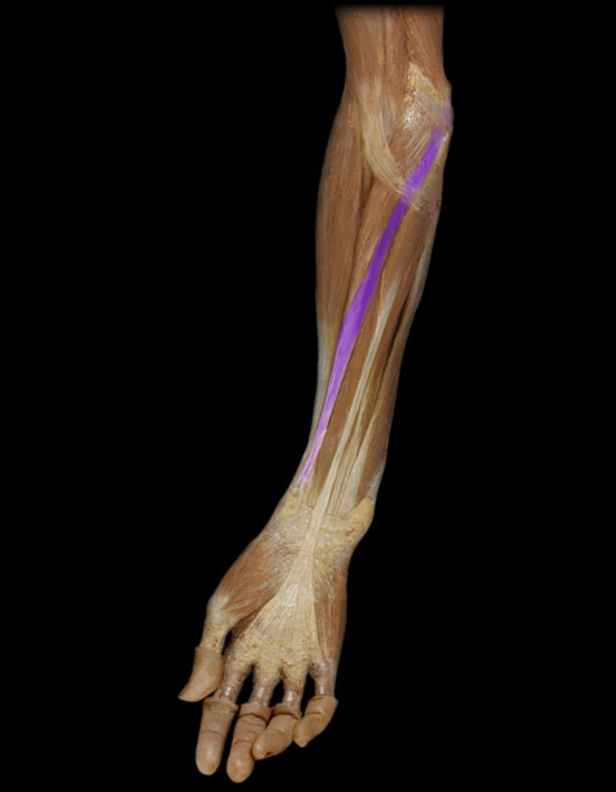 <p>Flexor carpi radialis</p>
