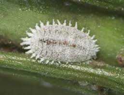 <p>White, round, and spiky. Very defining. Class Insecta, Order Hemiptera, called mealybugs</p>
