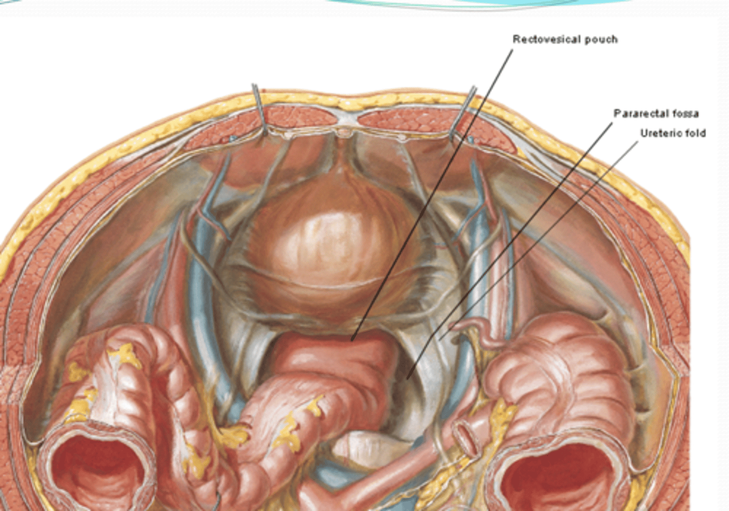 <p>The Rectovesical pouch (M) is a reflection of peritoneum between what? </p>