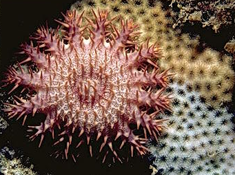 <p>Crown of thorns</p>
