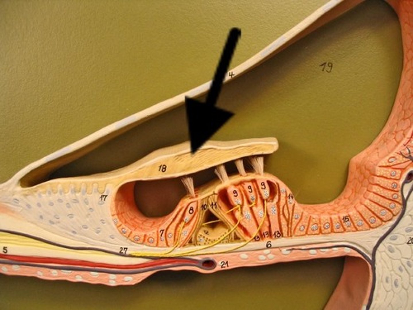 <p>one of two acellular membranes in the cochlea of the inner ear, the other being the basilar membrane</p>