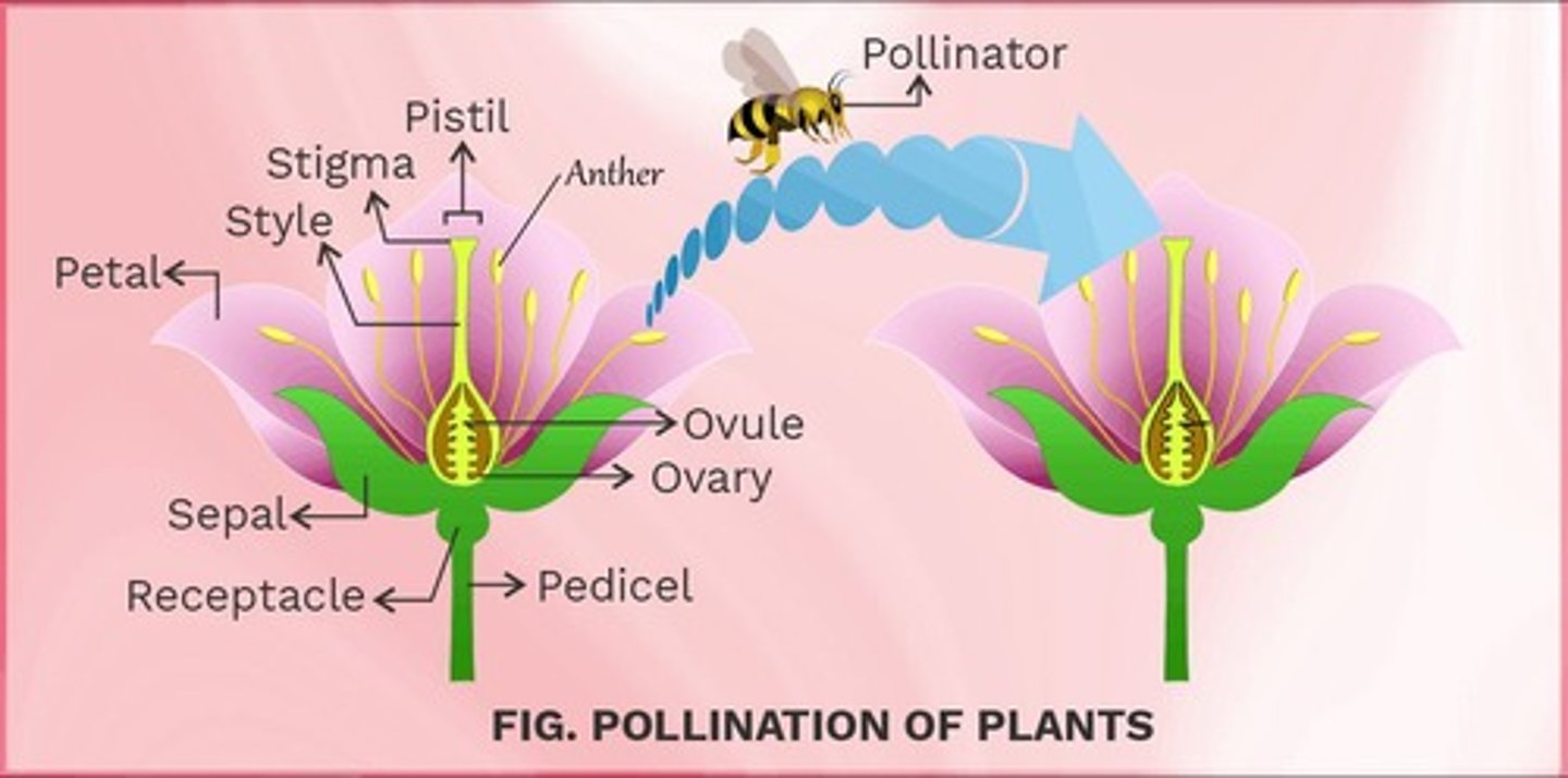 <p>The process of transfer of pollen grains from the anther of a flower to the stigma of another flower.</p>