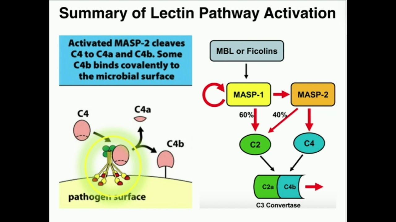 <p>Activated by direct recognition of surface moieties found on pathogens and plays an important role as a<mark data-color="red" style="background-color: red; color: inherit;"> defense mechanism in infancy</mark> (during the interval between loss of maternal Ab and acquisition of full-fledged Ab response to pathogens) and involves <span style="color: red;"><strong>8 proteins</strong></span> + <span style="color: red;">lectins</span></p><ul><li><p><strong>Recognition unit</strong>: </p><ul><li><p><span style="color: red;">Lectins, Ficolins, </span>&amp;<span style="color: red;"> Collectins</span>: analogous to C1q in classical pathway</p></li><li><p><span style="color: red;">Mannose-binding Lectin (MBL)</span>: requires <span style="color: red;">Calcium</span> to <mark data-color="blue" style="background-color: blue; color: inherit;">bind to sugars</mark> (PAMPs) found on <mark data-color="green" style="background-color: green; color: inherit;">microbial surfaces</mark></p></li><li><p><span style="color: red;">MBL-associated Serine Proteases (MASPs)</span>: analogous to C1r and C1s in classical pathway</p></li></ul></li><li><p><strong>Activation unit</strong>:</p><ul><li><p><span style="color: red;">C4</span>: C4b binds to C2a in the presence of <span style="color: red;">Mg ions</span></p></li><li><p><span style="color: red;">C2</span>: cleaves C3 once bound to C4b</p></li><li><p><span style="color: red;">C3</span>: Cleaves C5 once bound to C4b2a</p></li></ul></li><li><p><strong>Membrane Attack Complex (MAC)</strong>: <mark data-color="blue" style="background-color: blue; color: inherit;">produces a pore</mark> in the<mark data-color="green" style="background-color: green; color: inherit;"> target membrane</mark> of <span style="color: red;"><strong>70-100 Å </strong></span>(Angstrom)</p><ul><li><p><span style="color: red;">C5</span>: C5b attaches to cell membrane</p></li><li><p><span style="color: red;">C6</span>: binds to C5b</p></li><li><p><span style="color: red;">C7</span>: binds to C5b6</p></li><li><p><span style="color: red;">C8</span>: binds to C5b67</p></li><li><p><span style="color: red;">C9</span>: binds to C5b678</p></li></ul></li></ul><p></p>