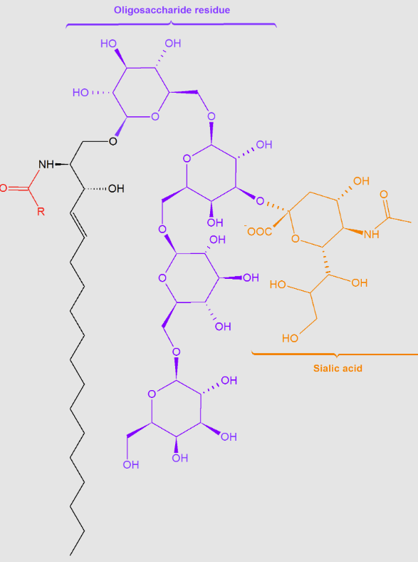 <p><span style="background-color: transparent;">oligosaccharides with at least one terminal </span></p>
