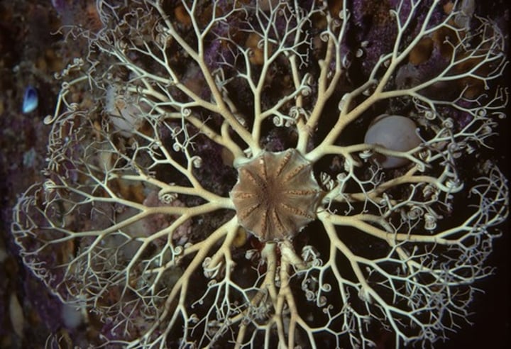 <p>Class including brittle stars and basket stars</p>