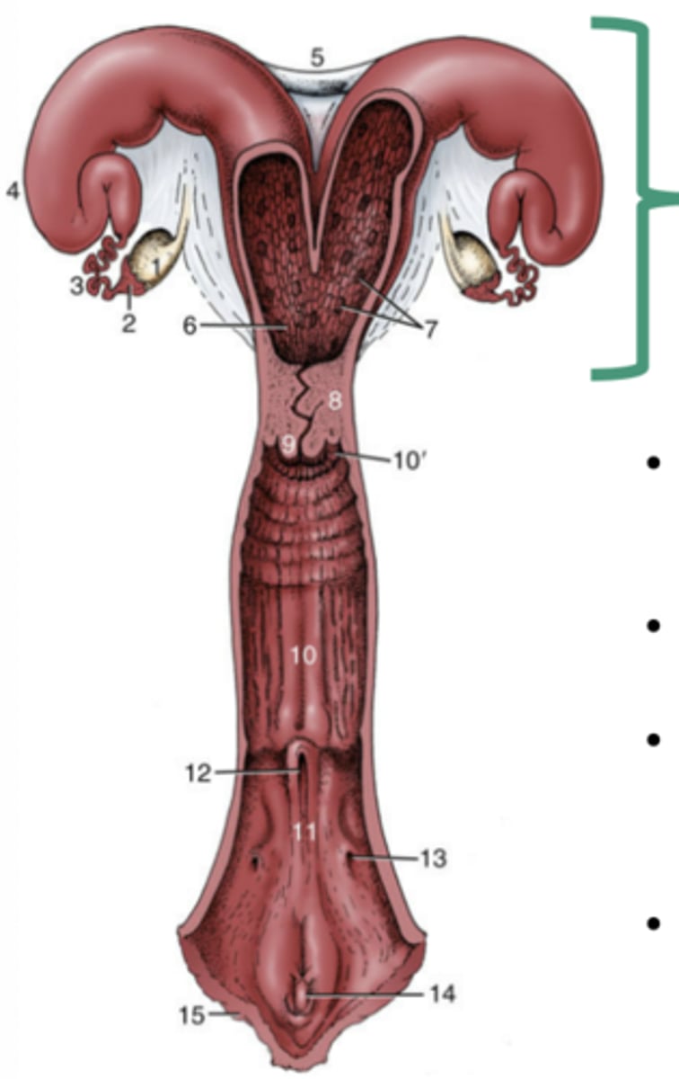 <p>-enlarge portion of repro tract where embryo enters, attaches, and develops throughout pregnancy (gestation)</p><p>-this part has most variation between species</p>