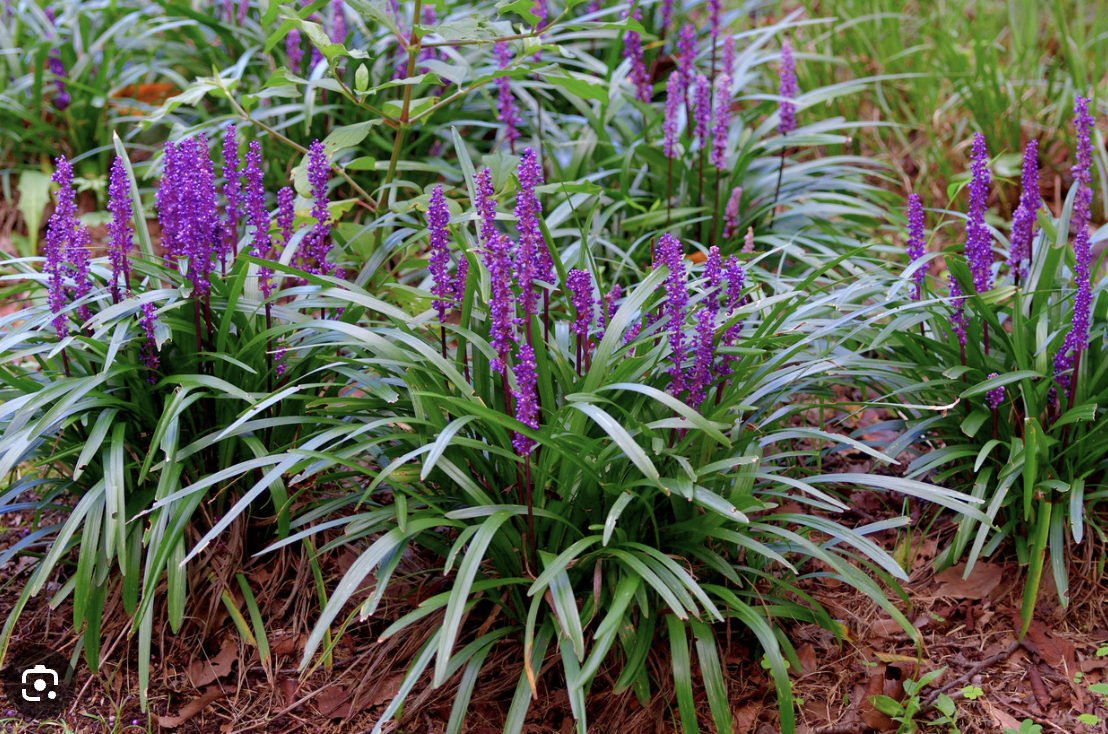 <p>Big Blue Liriope “Lily Turf”</p>
