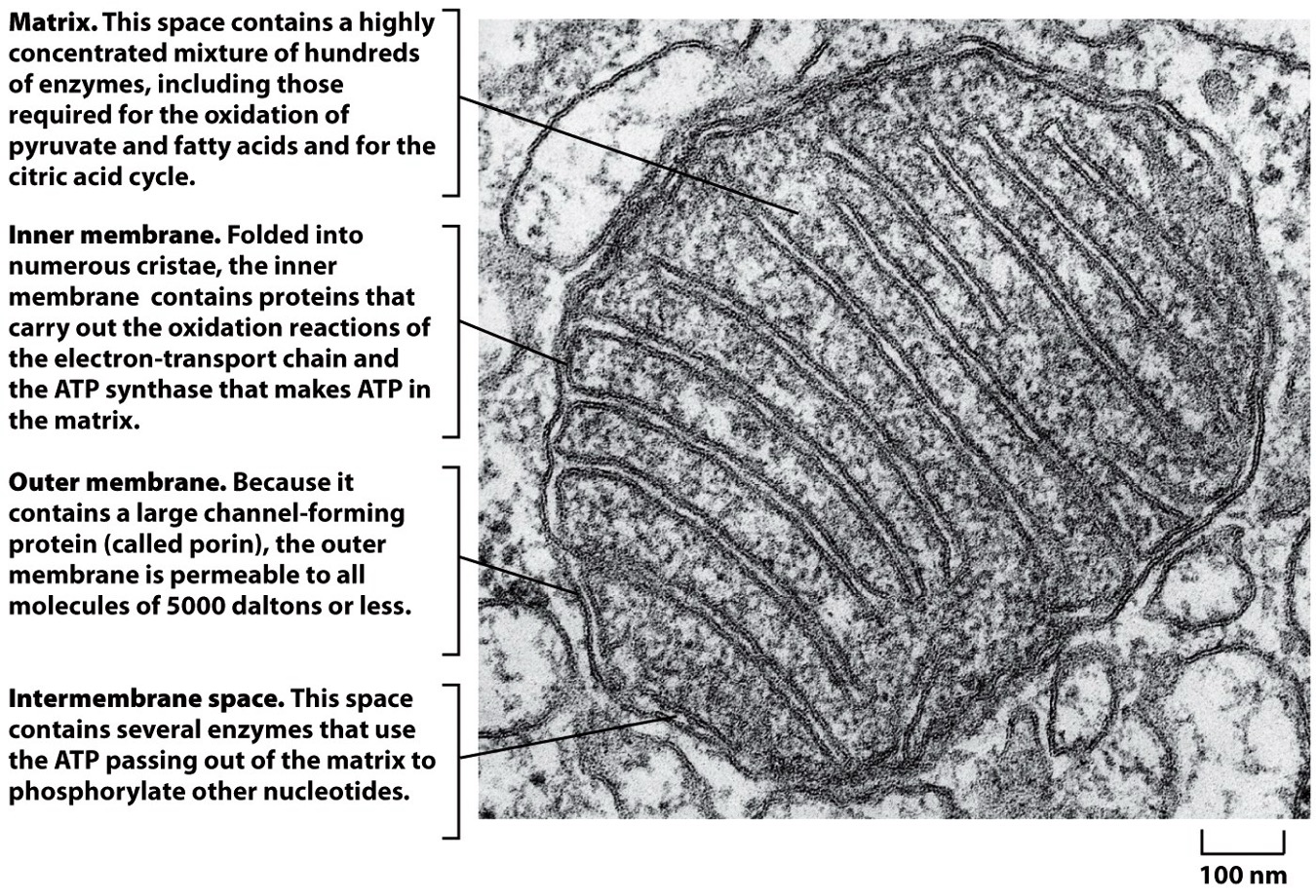 <p>Mitochondria Matrix </p>