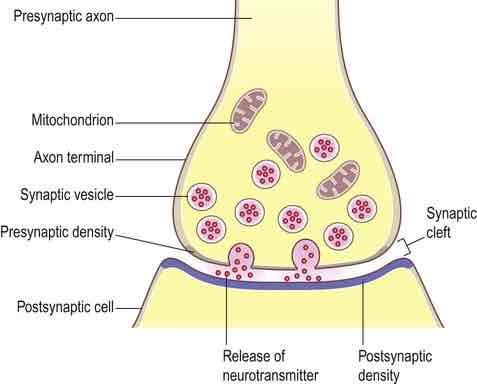 <p>Transmission of synapses</p>