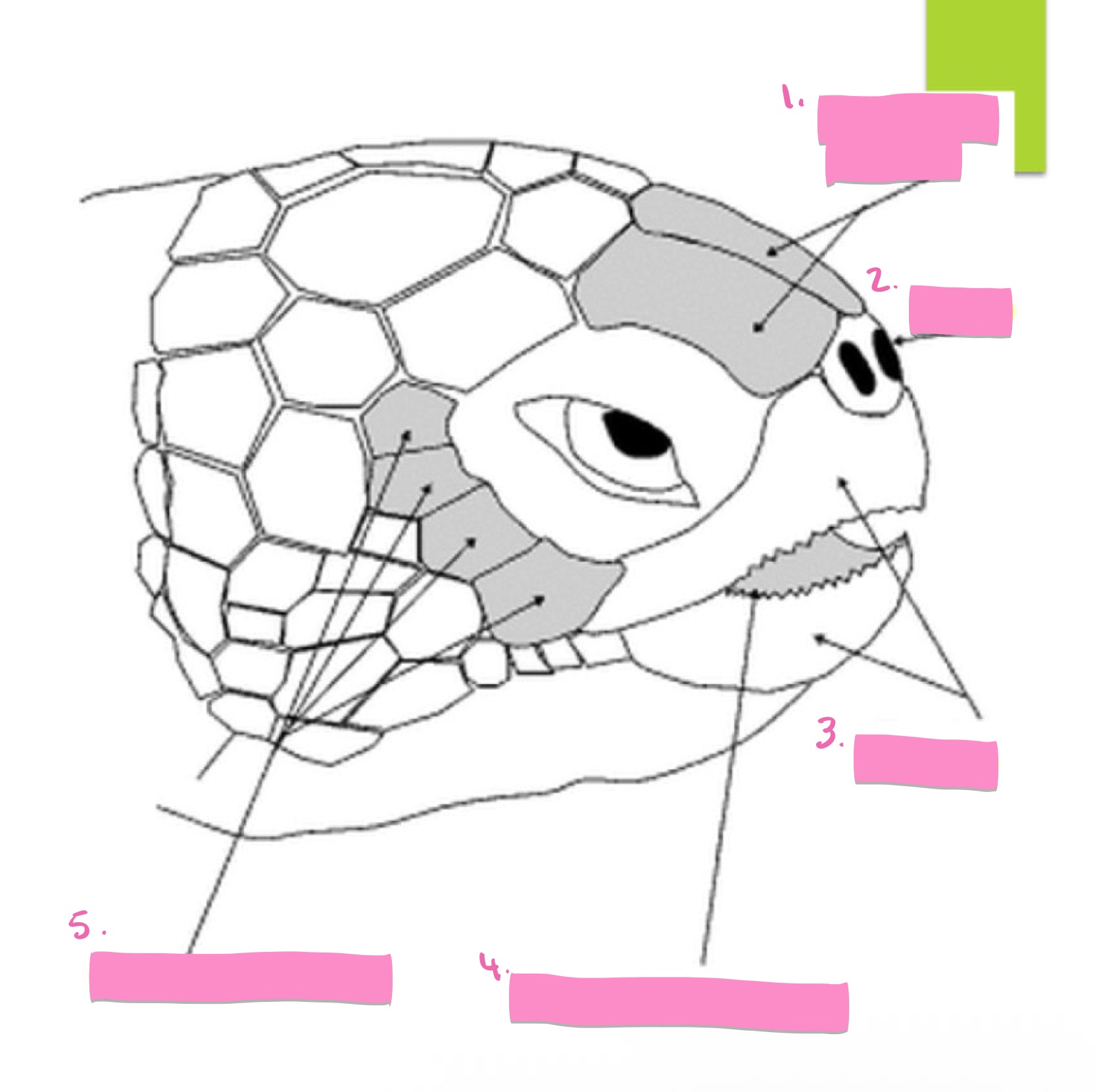 term image