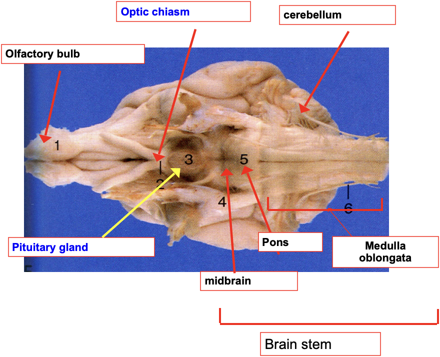 <p><strong>1) Pituitary gland</strong></p><ul><li><p>Nestled into the center of the brain, between the optic chiasm and the midbrain </p></li></ul><p></p><p><strong>2) Optic chiasm</strong></p><ul><li><p>An X-shaped structure at the base of the brain, where the two optic nerves partially cross</p></li></ul><p></p><p><strong>3) Midbrain</strong></p><ul><li><p>Smallest part of the brainstem </p></li><li><p>Is responsible for processing sensory information and controlling motor control and involuntary actions, like eye movement</p></li></ul><p></p><p><strong>4) Pons</strong></p><ul><li><p>Between the midbrain and medulla oblongata; acts as a bridge between the two</p></li><li><p>Also has neurological function and contains important nerve connections for cranial nerves</p></li></ul><p></p><p><strong>5) Medulla oblongata </strong></p><ul><li><p>The lower and longest part of the brainstem </p></li><li><p>Connects the brain to the spinal cord</p></li></ul><p></p>