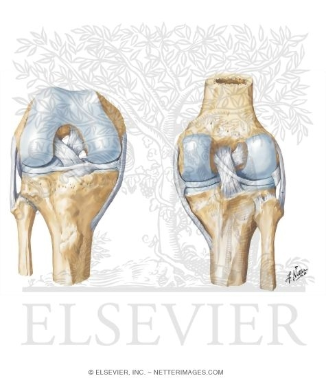 <p>What are the 4 major ligaments of the knee and what differentiates them label them on the diagram. What is their use</p>