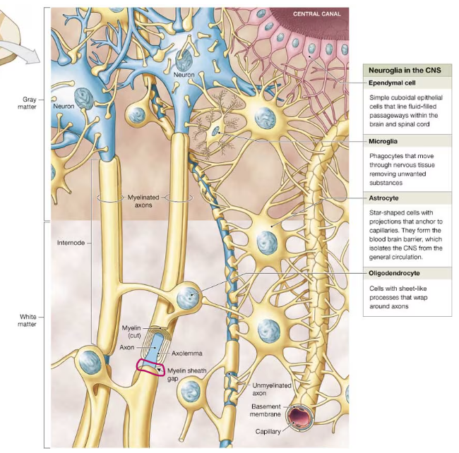 <p>small gaps between the myelin sheaths, produced by adjacent oligodendrocytes </p>