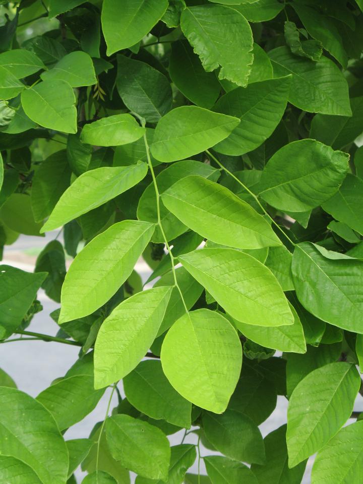 <p>Medium-sized tree, odd-pinnately compound leaves with large leaflets and entire margins, both leaves and leaflets are arranged alternately, buds are naked and completely covered by stem bases, leaf scars look like donuts, no true terminal buds, fruits are flattened seed pods that dangle in clusters at the ends of twigs, smooth gray bark</p>