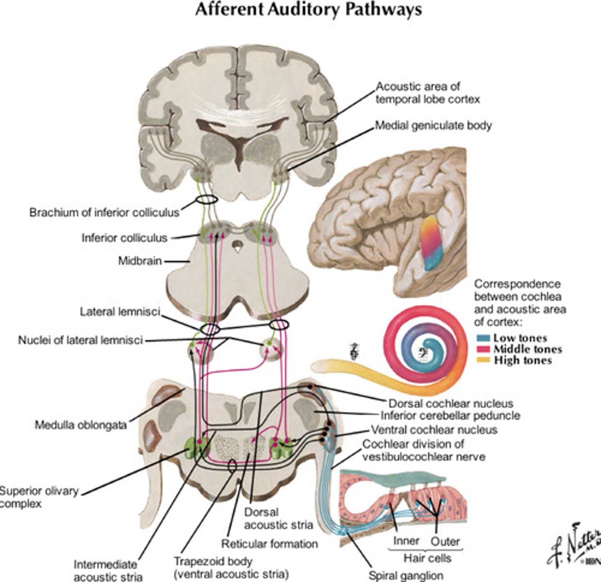 <p>CN8 to the cochlear nuclei; decussation and movement toward lateral lemniscus and inf. colliculus, synapse in med. geniculate nuclei to auditory cortex</p>