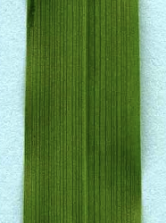 <p>What type of angiosperm is this?</p>