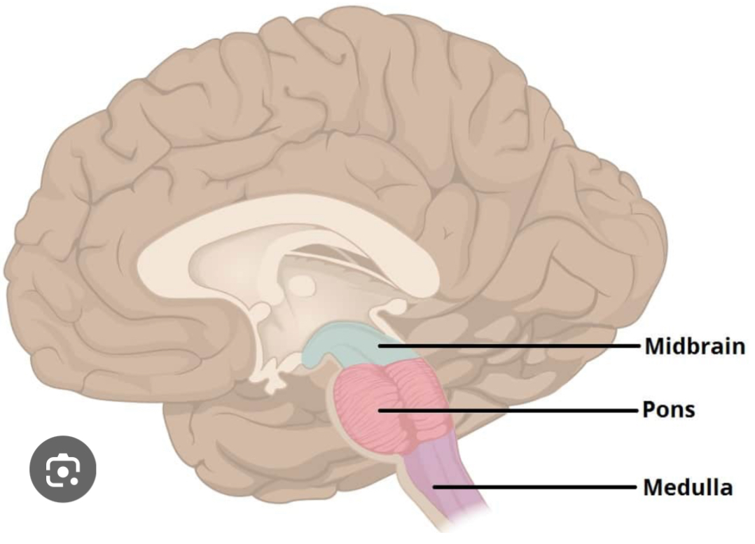 <p>Controls autonomic functions such as breathing, heart rate, blood pressure, and digestion. Located in the lower part of the brainstem.</p>