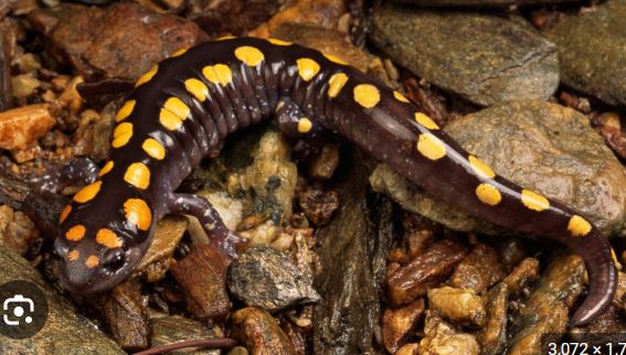 <p>Spotted Salamander</p>