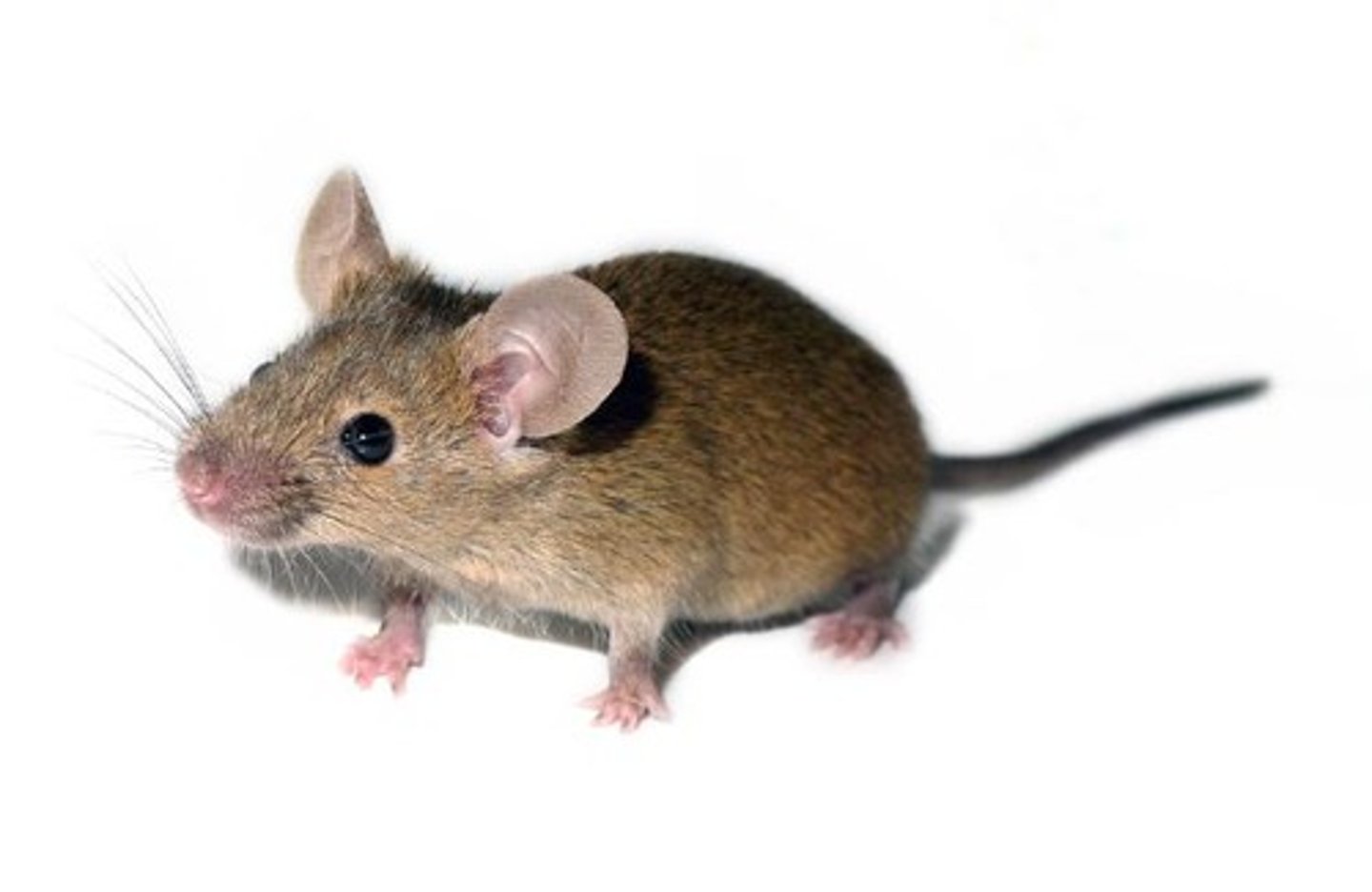 <p>A mouse</p>